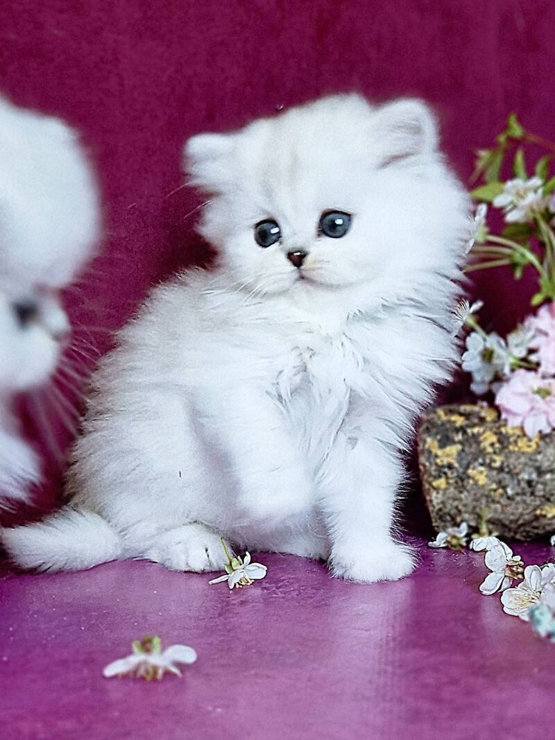 Nettie British Longhair female black silver shaded - live animals