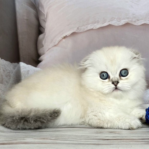 Sapphire Munchkin female, black silver shaded pointed