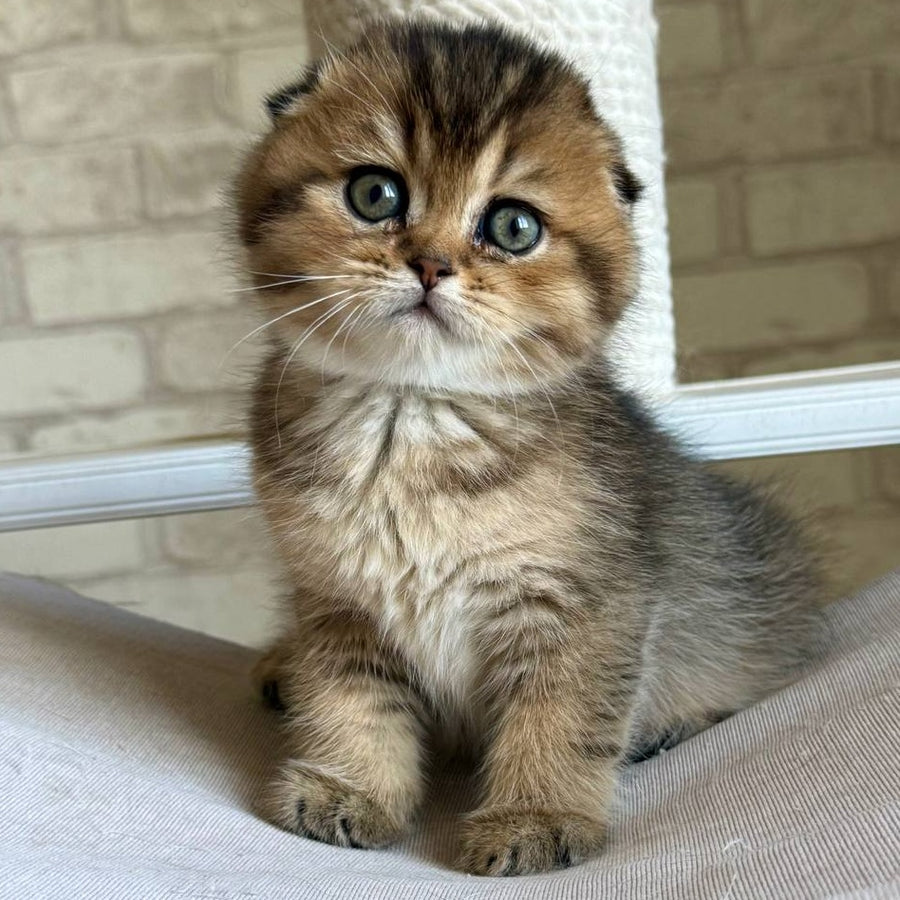 Fiona Scottish Fold female, black golden ticked tabby