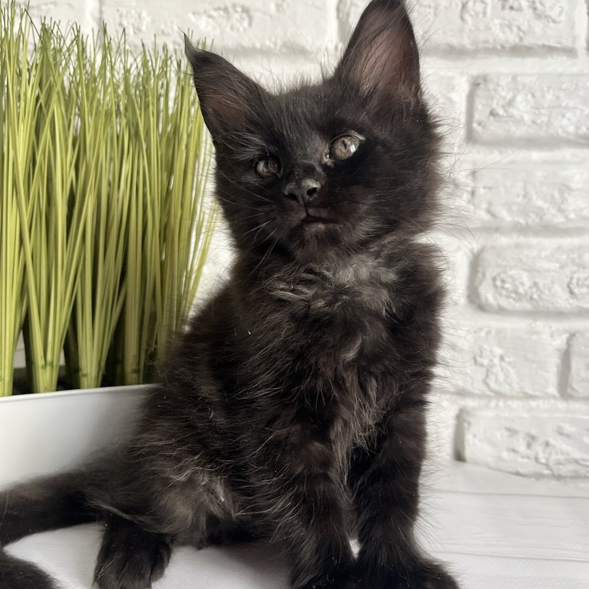 Kenzo Maine Coon male, black