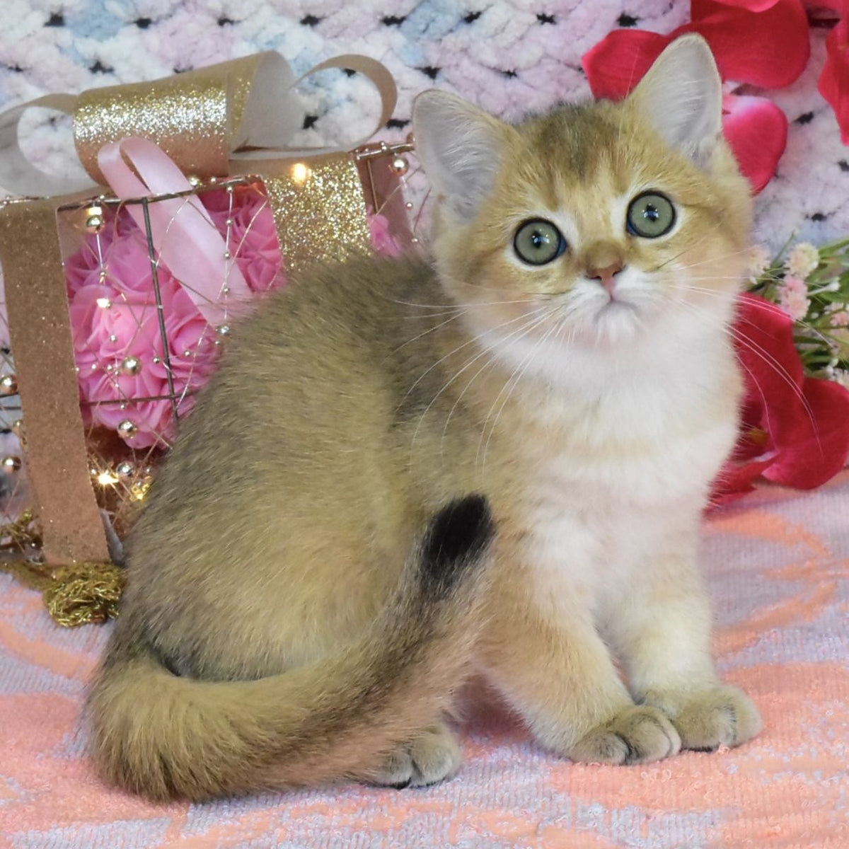 Hummer British Shorthair male, black golden shaded