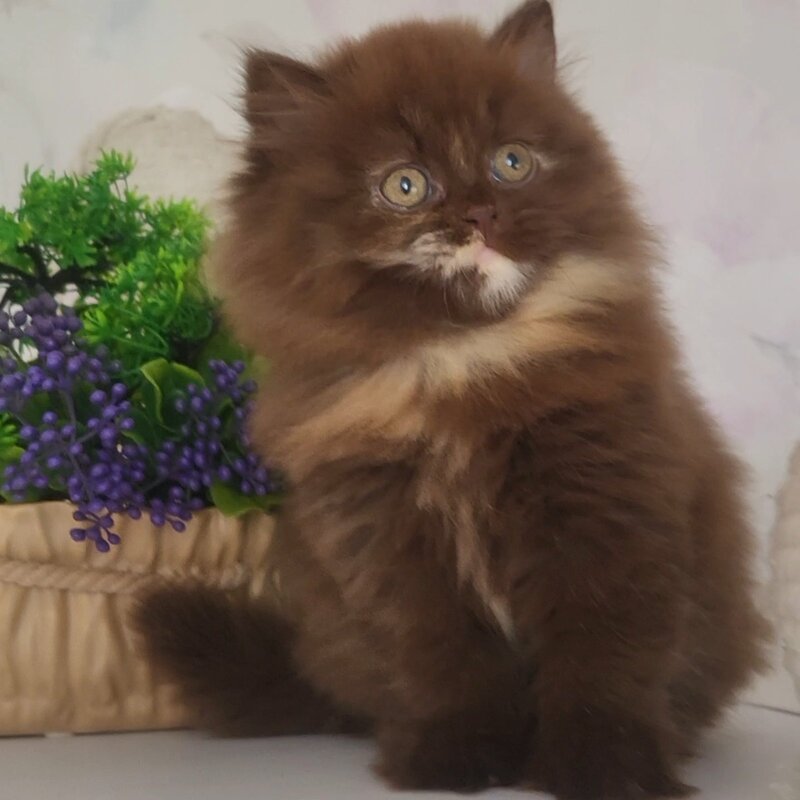 Alisiya British Longhair female chocolate tortie - live animals