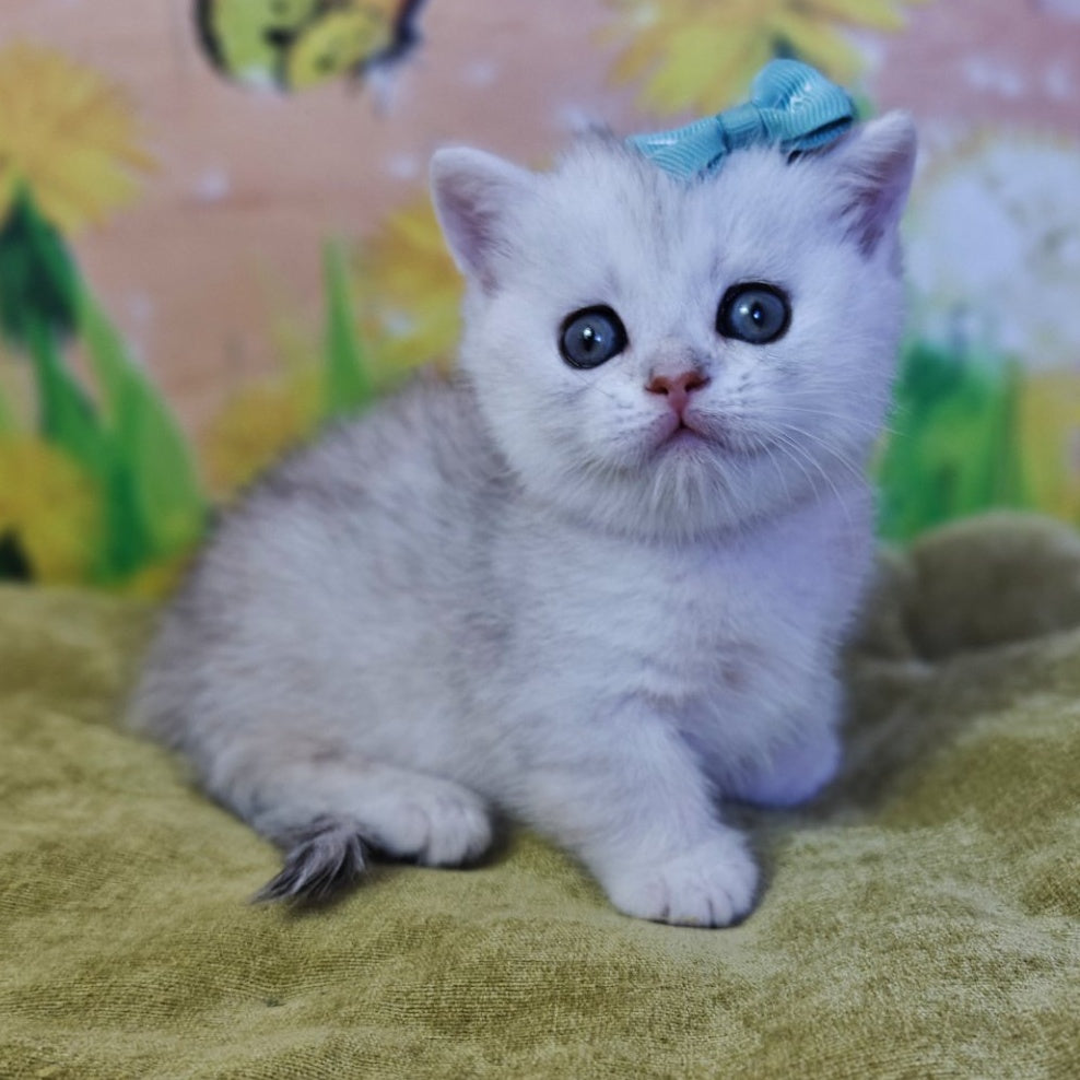 Ariel Munchkin female, black silver spotted tabby