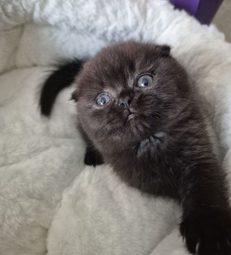 Koko Scottish Fold female chocolate - live animals