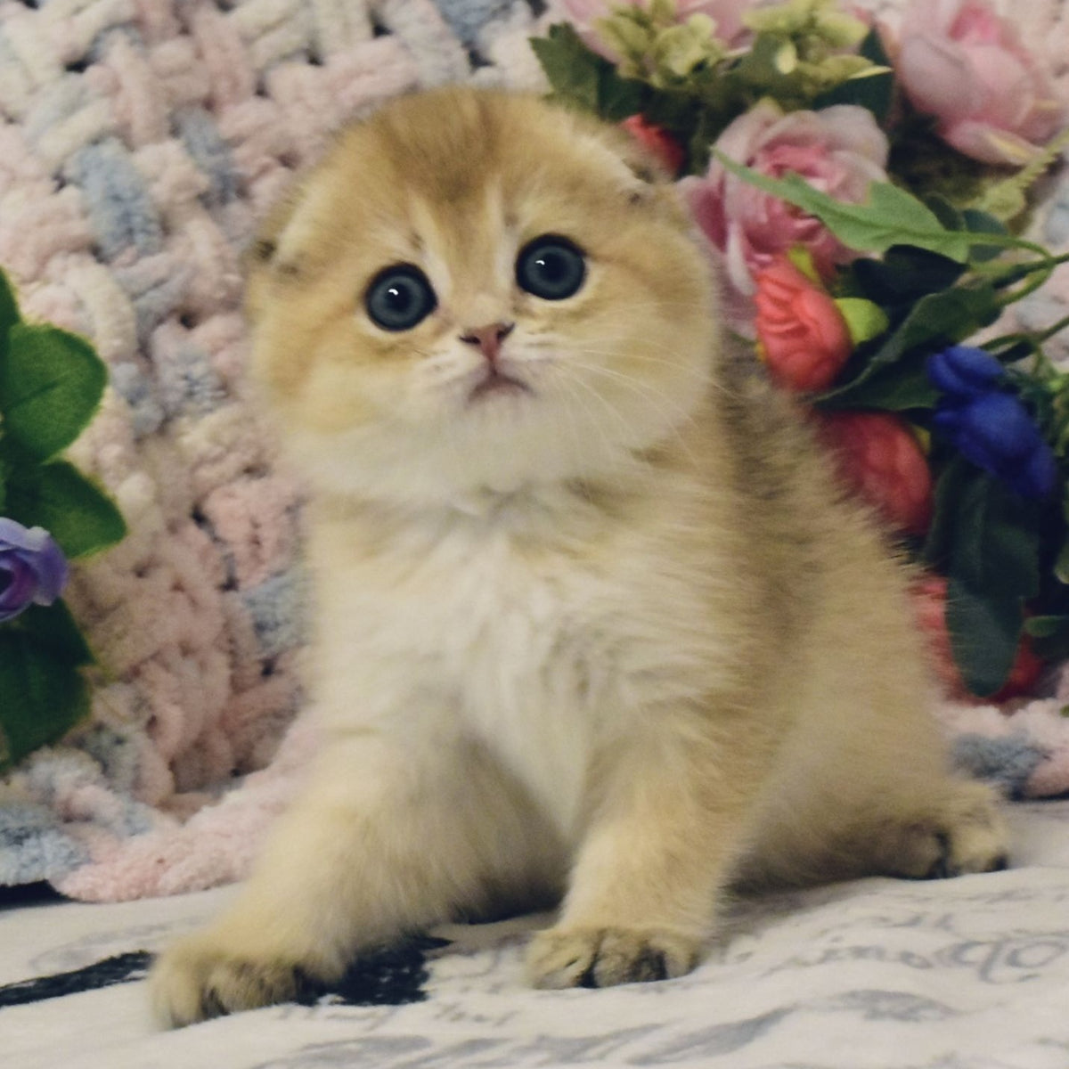 Barni Scottish Fold male, black golden shaded