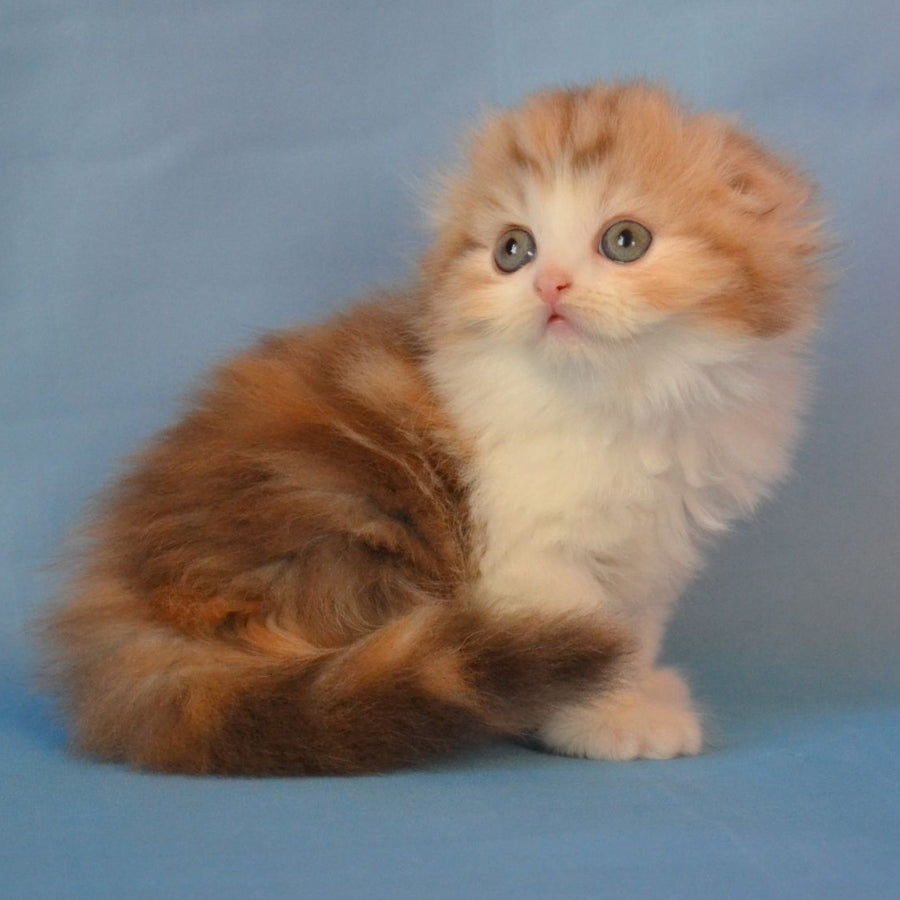 Rose Scottish Fold female, black tortie silver tabby bicolour
