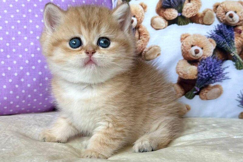 Dina British Shorthair female, black golden spotted tabby