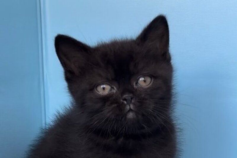 Wex British Shorthair male black - live animals