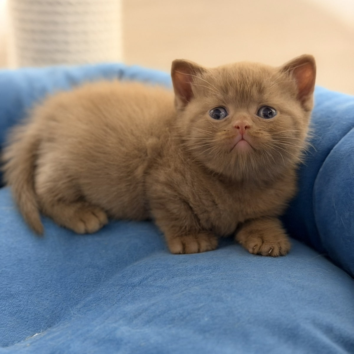 Shimal British Shorthair female, cinnamon