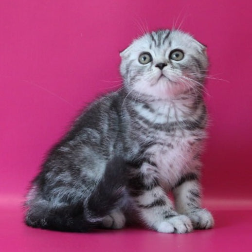 Salvador Scottish Fold male, black silver tabby