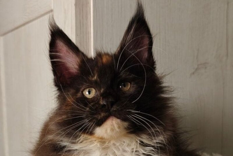 Rivera Maine Coon female black tortie bicolour live animals