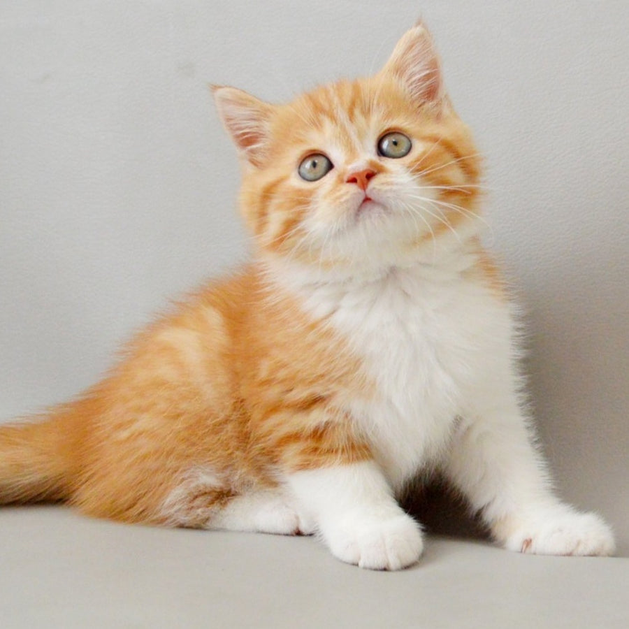 Whiskey Scottish Straight male, red spotted tabby bicolour