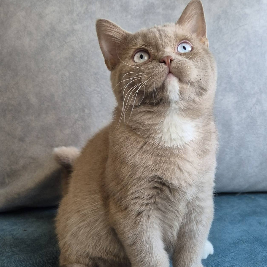 Lion British Shorthair male, fawn with white