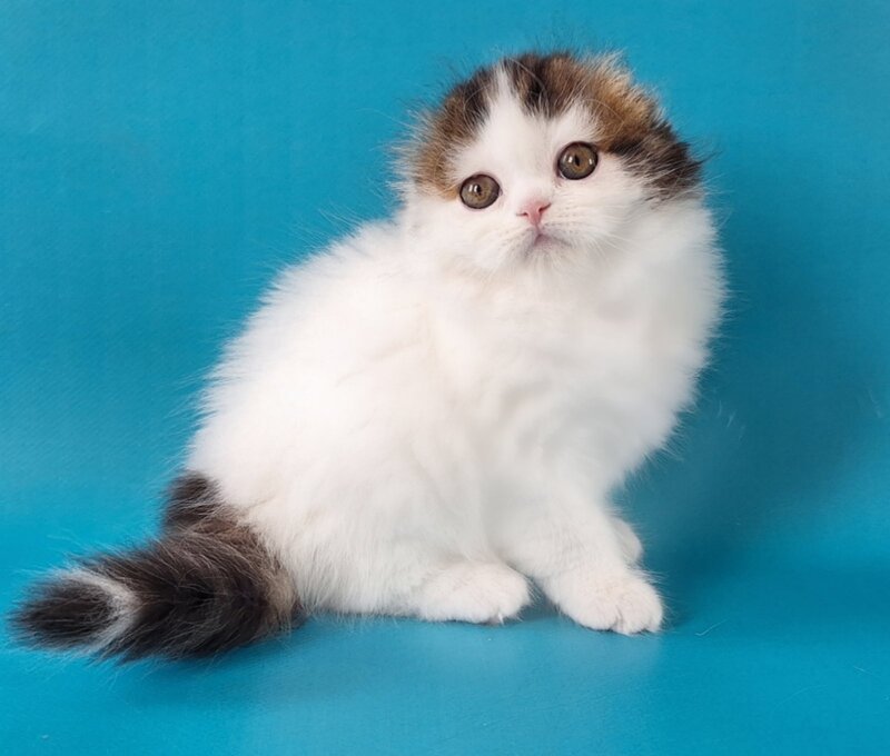 Xenia Scottish Fold female, black tabby van