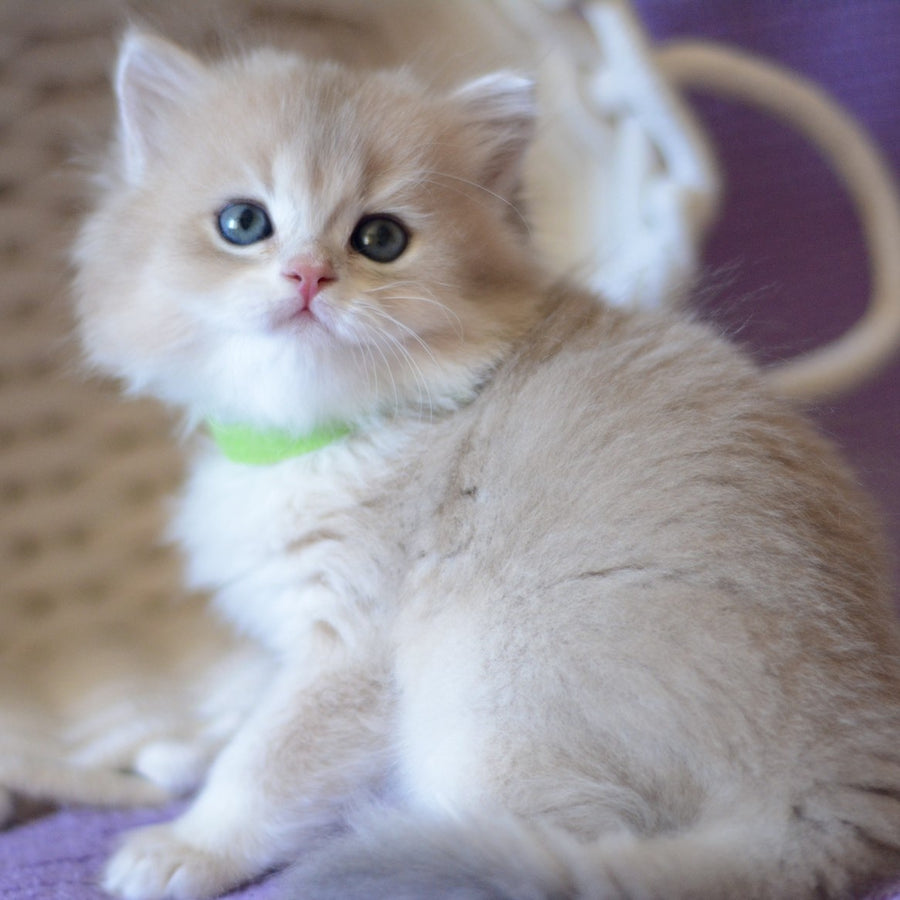 Yarik British Longhair male, blue golden chinchilla