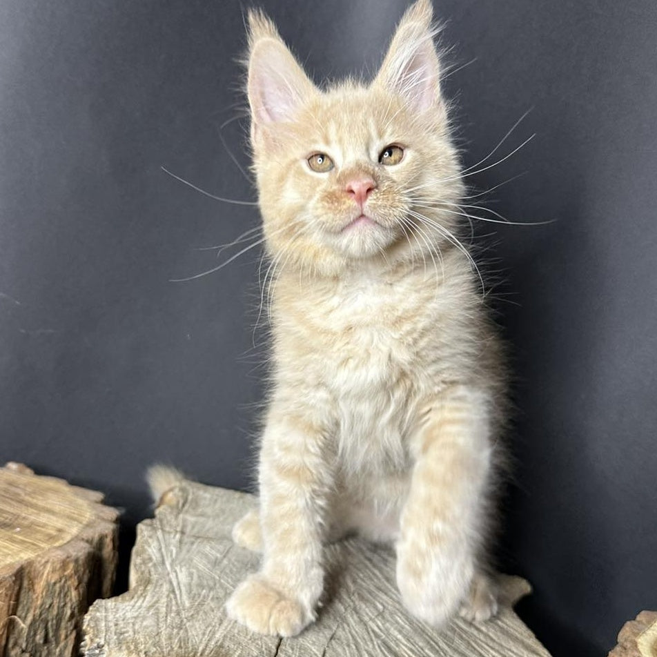 Pluto Maine Coon male, cream bicolour