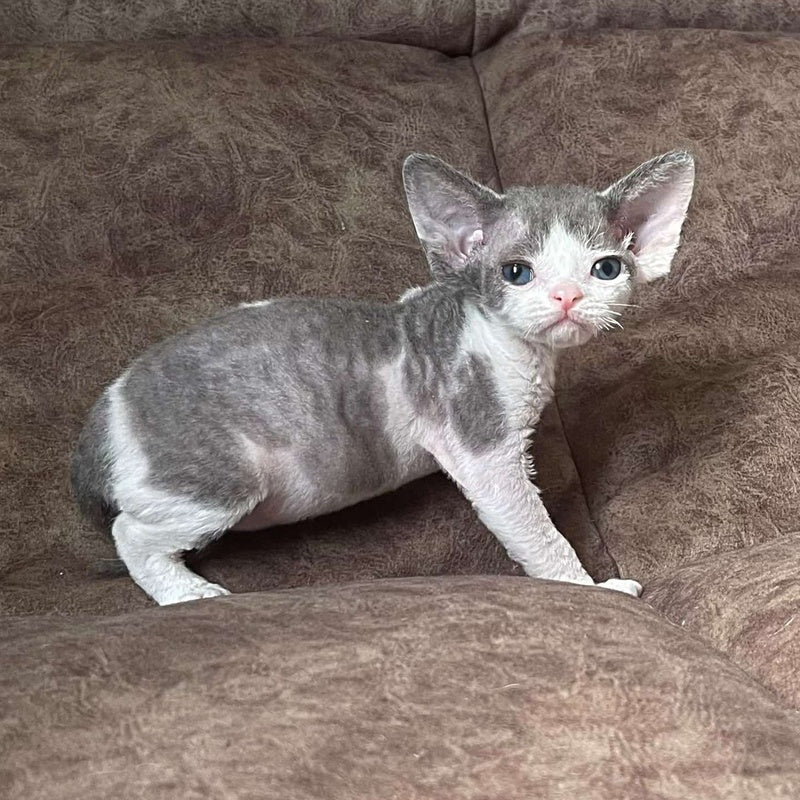 Vasilisa Devon Rex female, blue bicolour