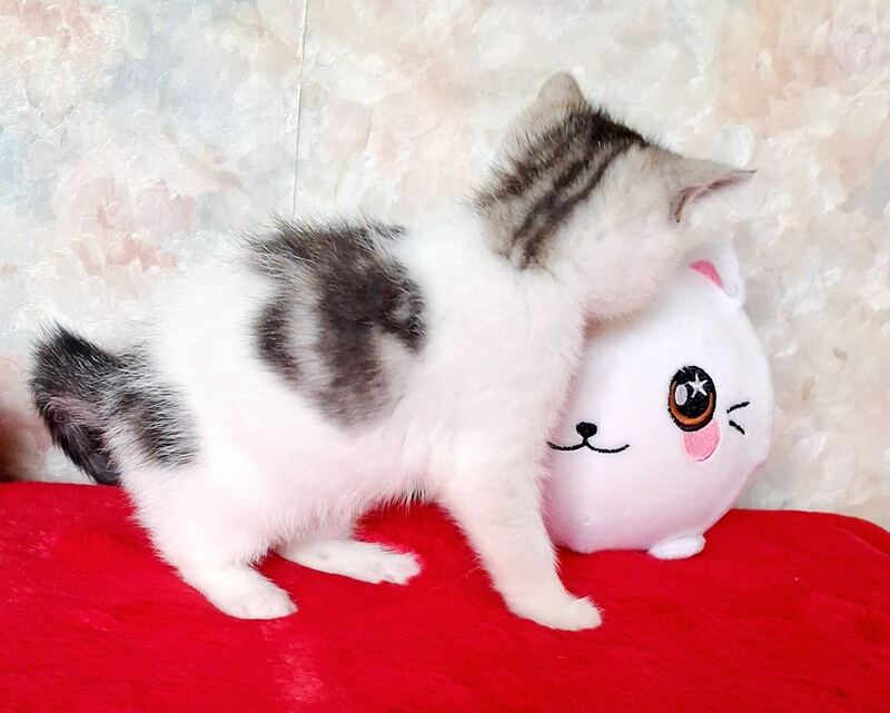 Rafaella Scottish Straight female, black tabby bicolour