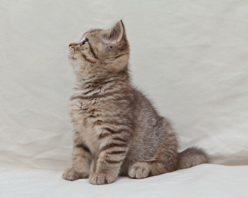 Nalim British Shorthair male, chocolate spotted tabby
