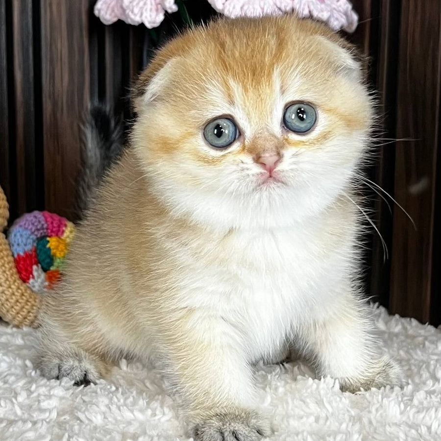 Mirabel Scottish Fold female, black golden chinchilla