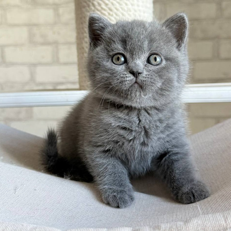 Nolan Scottish Straight male, blue