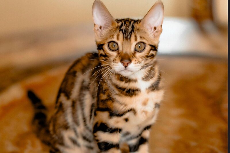 Amira Bengal female, black spotted tabby