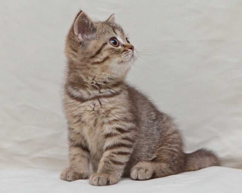 Nalim British Shorthair male, chocolate spotted tabby