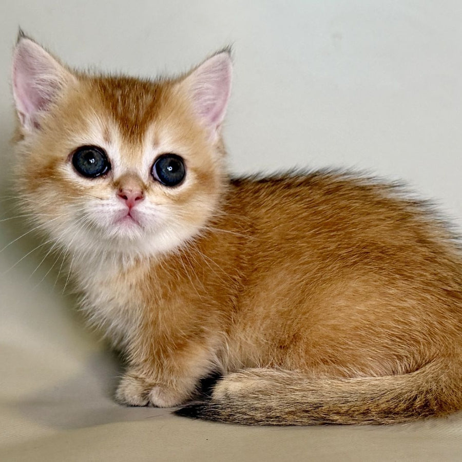 Quirka Munchkin female, black golden shaded
