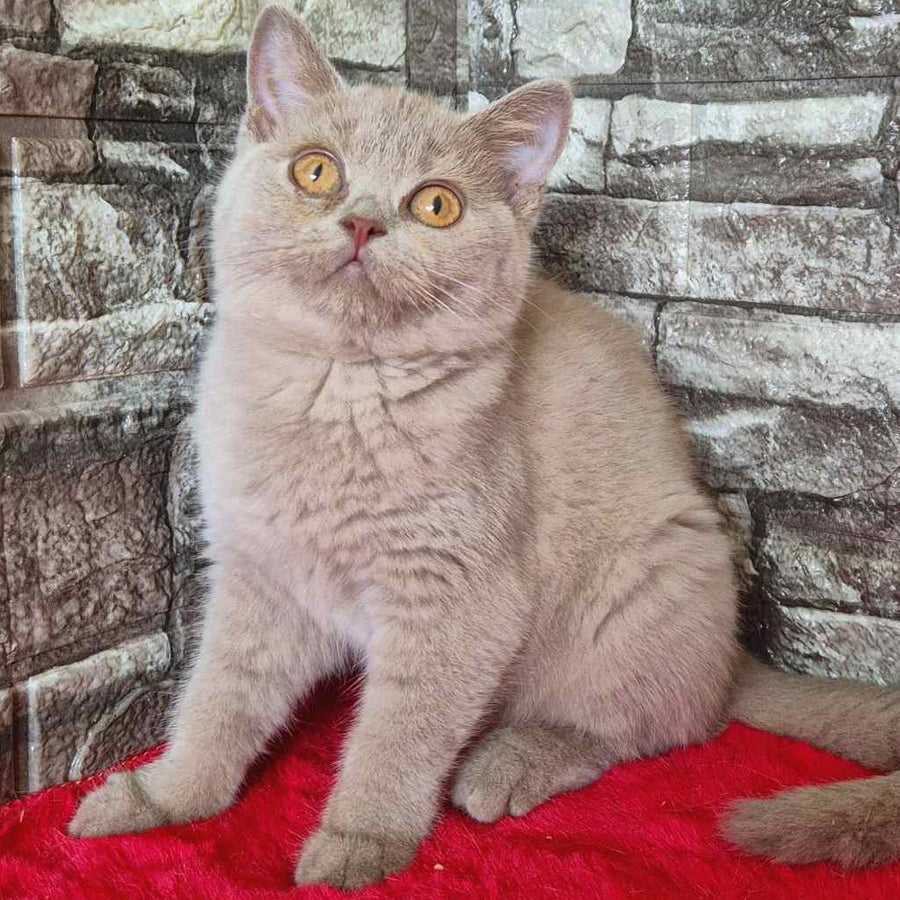 Deizy British Shorthair female, lilac