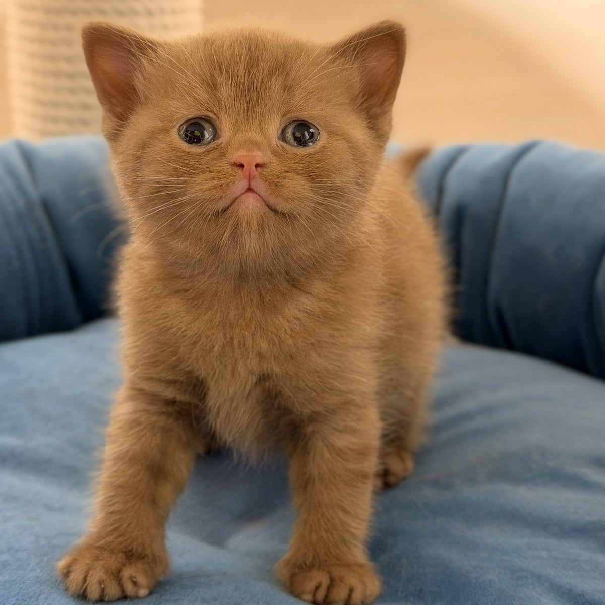 Shimal British Shorthair female, cinnamon