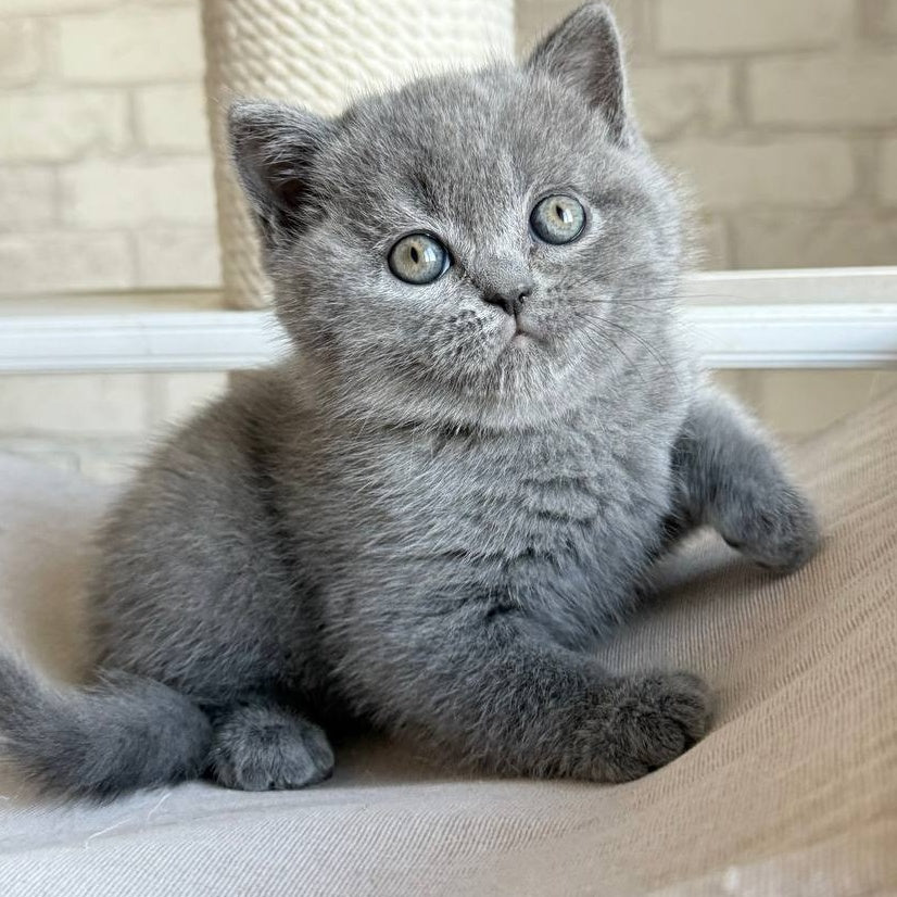 Nolan Scottish Straight male, blue