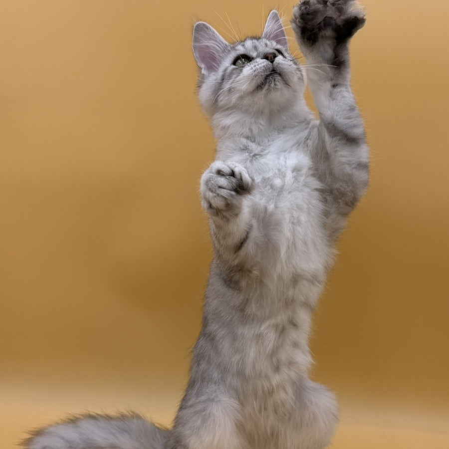 Michelina Maine Coon polydactyl 6x6x6x6 female, black silver spotted tabby