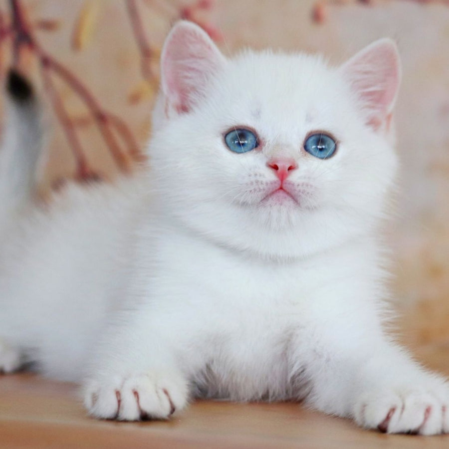 Yanis British Shorthair male, black golden chinchilla pointed
