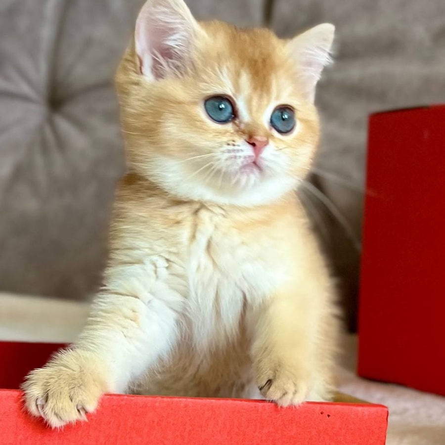Iris British Shorthair female, chocolate golden chinchilla