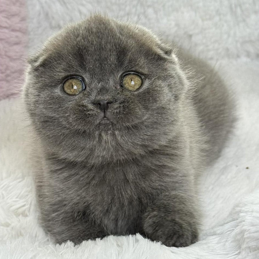 Xenia Scottish Fold female, blue