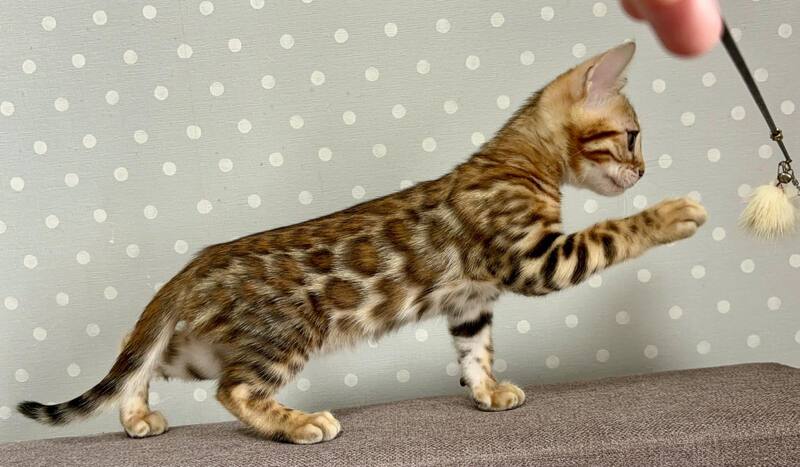 Temin Bengal male black spotted tabby - live animals