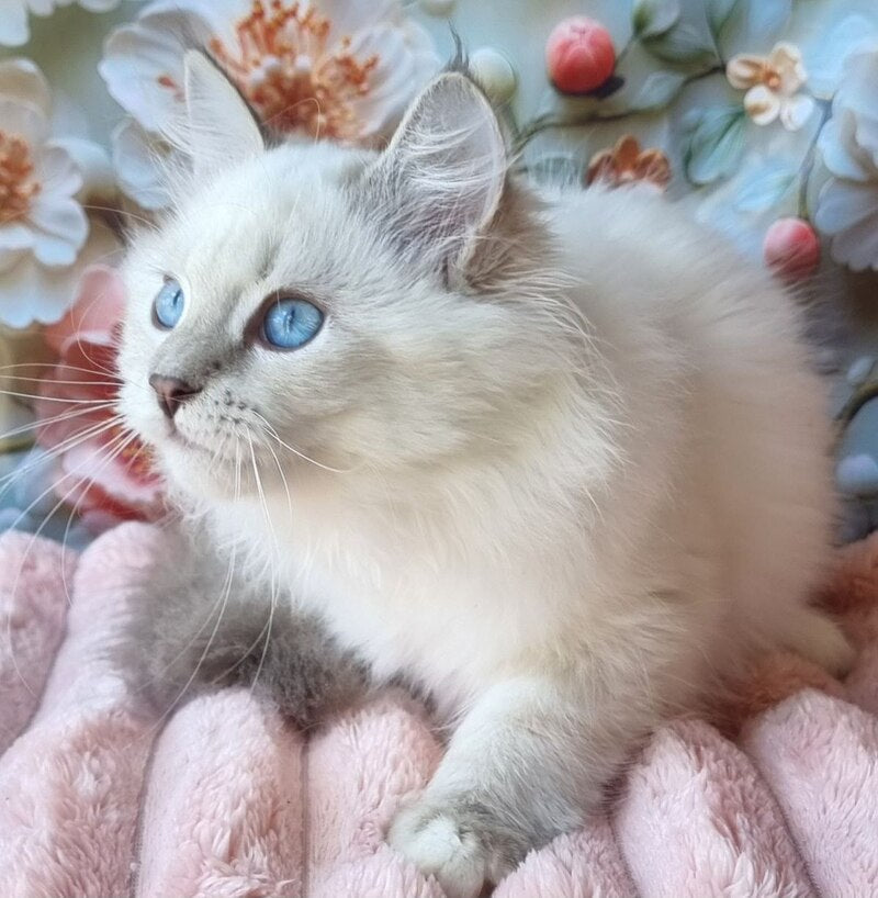 Snowy Siberian female, blue tabby pointed with white