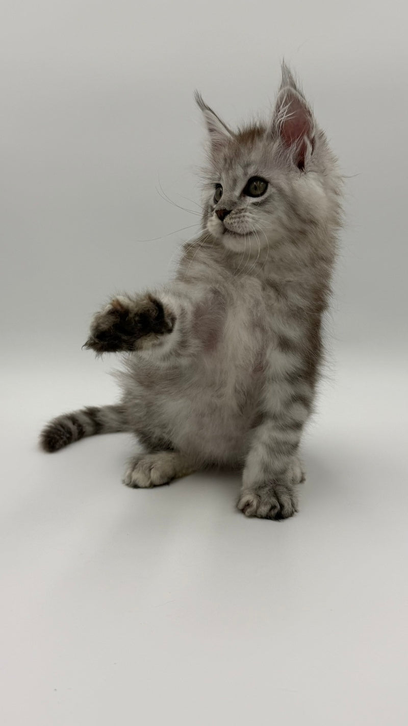Million Maine Coon male, black silver spotted tabby
