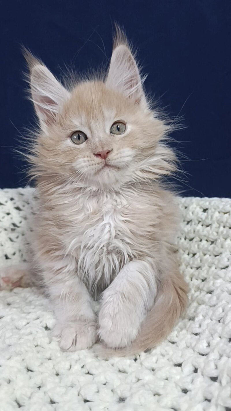Leo Maine Coon male cream silver live animals