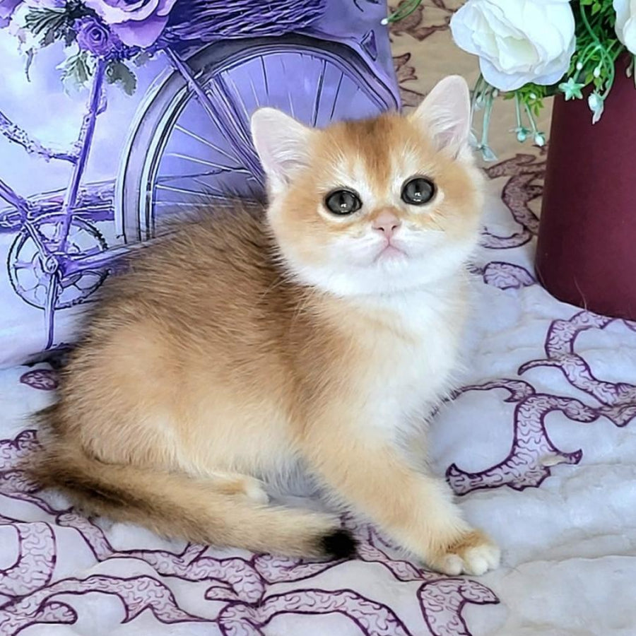 Yasmina British Shorthair female, black golden chinchilla