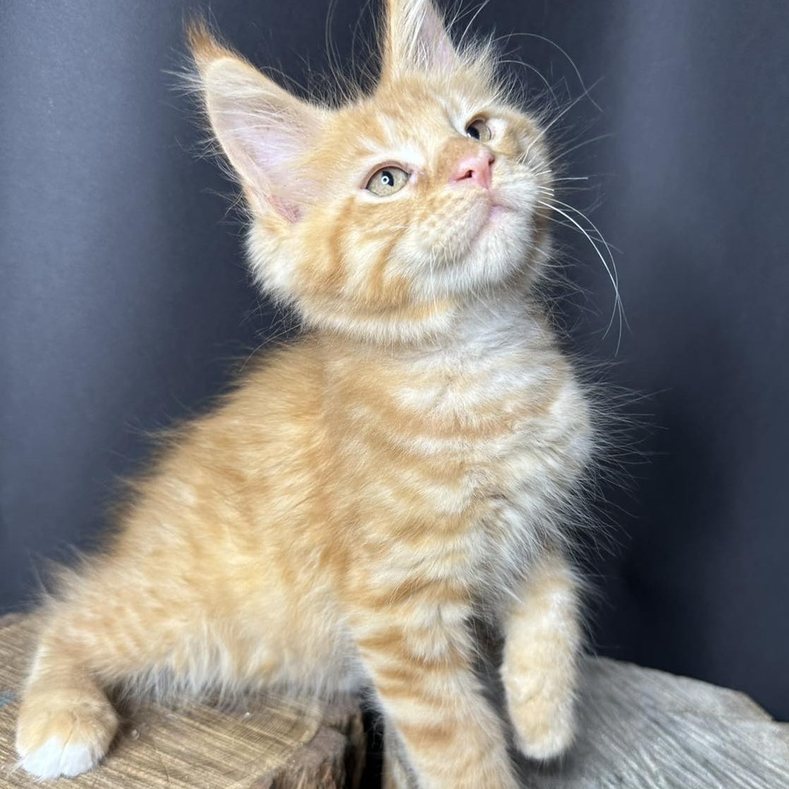 Pixel Maine Coon male, red tabby with white