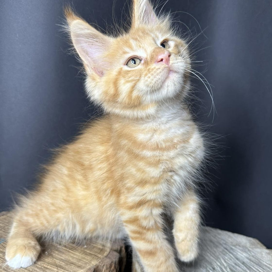 Pixel Maine Coon male, red tabby with white