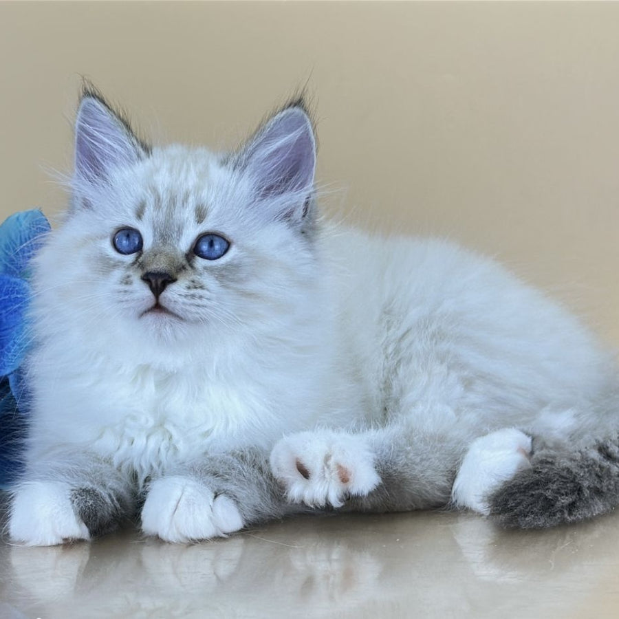 Arctic Siberian male, seal tabby pointed with white