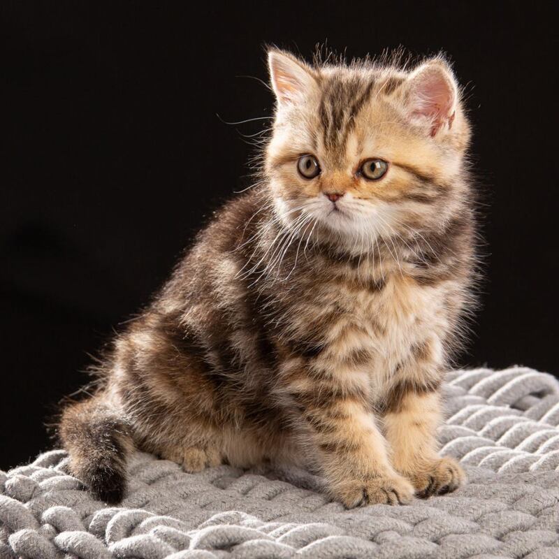 Naomie Scottish Straight male black tortie tabby - live animals