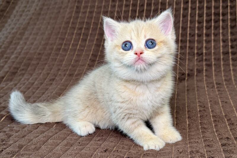 Marsi Munchkin female, blue golden tabby
