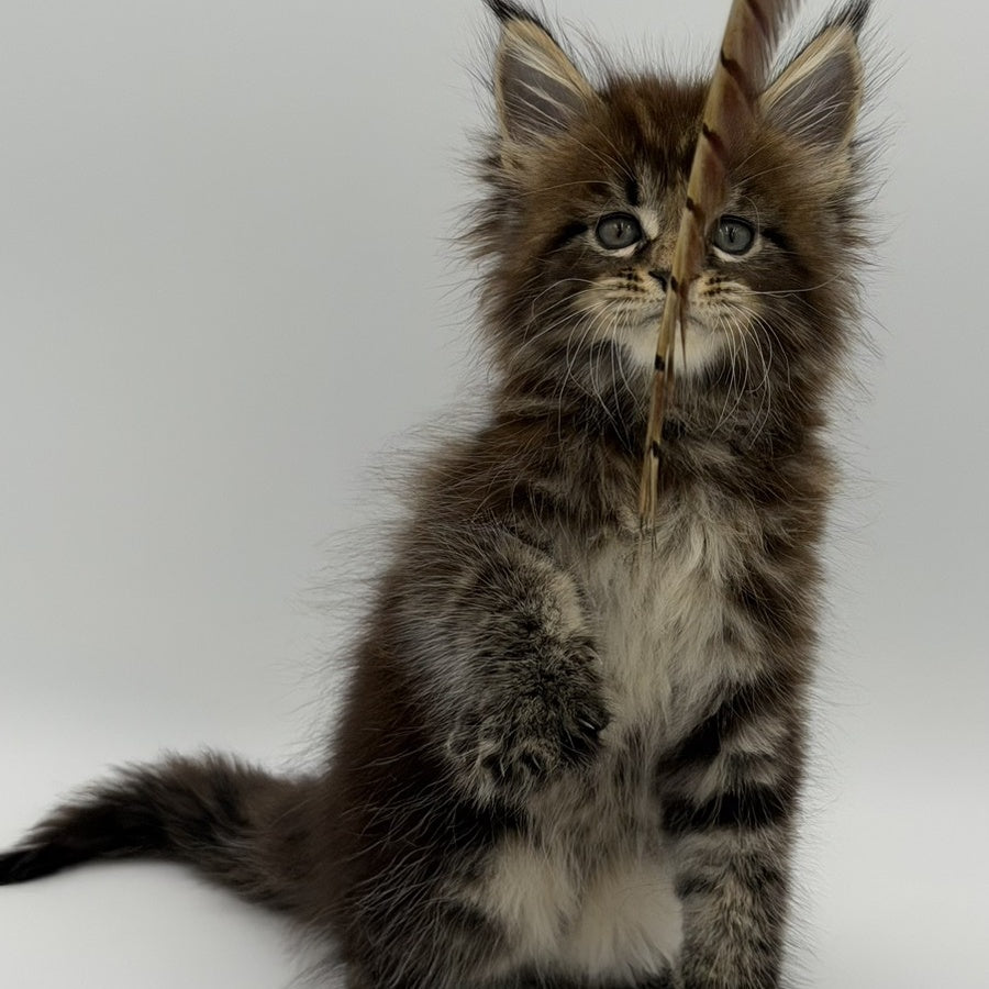 Zeus Maine Coon male, black tabby