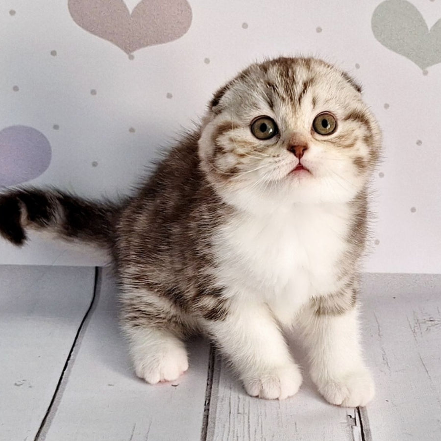 Barcelona Scottish Fold female, chocolate silver tabby bicolour