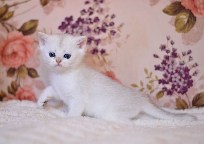 Zefir British Shorthair male, black silver shaded