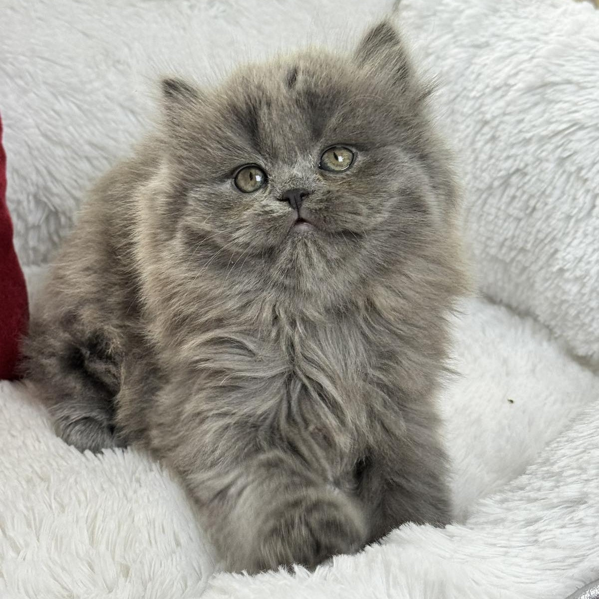 Xan Scottish Straight male, blue