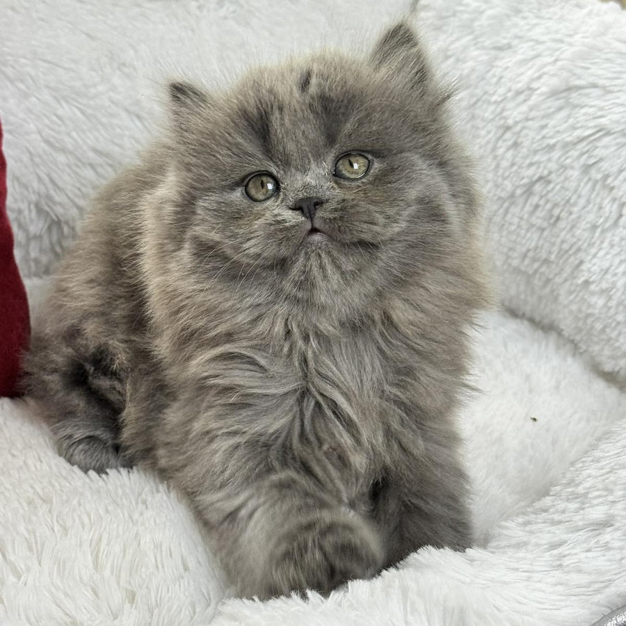 Xan Scottish Straight male, blue